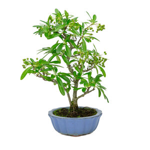 Pyracantha licht  blauwe ronde pot 15cm, hoogte ~34cm