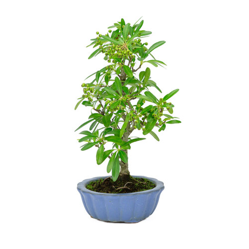 Outdoor Bonsai Pyracantha light blue round pot  15cm, height ~34cm