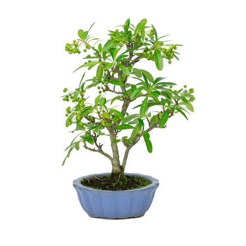 Outdoor Bonsai Pyracantha light blue round pot  15cm, height ~34cm