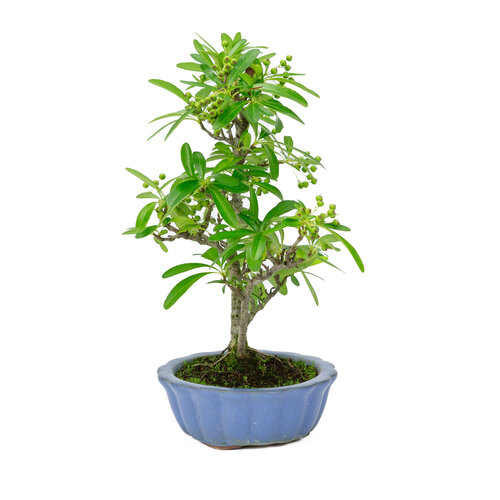 Outdoor Bonsai Pyracantha light blue round pot  15cm, height ~34cm