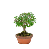 Zelkova serrata terracotta pot 15cm, hoogte ~26cm