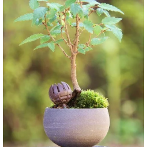 Bonsai mestkorfjes Kikuwa petite dome groot (10 stuks)