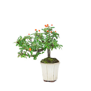 Pyracantha half cascade hexagonal creme pot 12cm, height ~27cm
