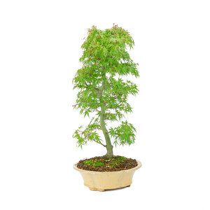 Acer palmatum  orange beige ronde chrysanthemum 20cm, height ~ 48cm
