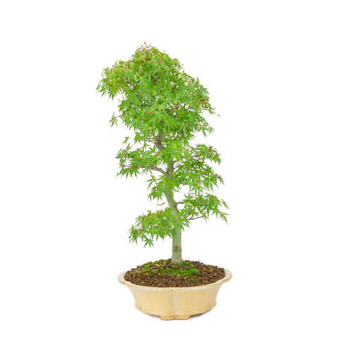 Buiten Bonsai Acer palmatum  oranje beige ronde chrysant  20cm, hoogte ~ 48cm
