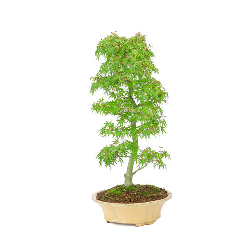 Buiten Bonsai Acer palmatum  oranje beige ronde chrysant  20cm, hoogte ~ 48cm