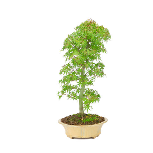 Buiten Bonsai Acer palmatum  oranje beige ronde chrysant  20cm, hoogte ~ 48cm