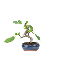 Ficus carica blauwe ovale pot 16cm, hoogte ~26cm