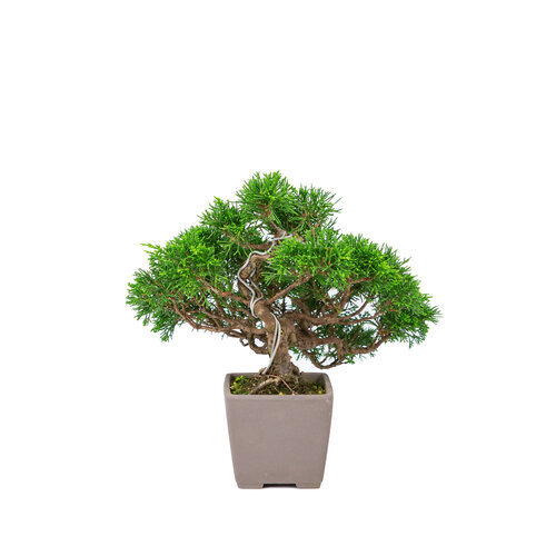Outdoor Bonsai Juniperus chinensis 'Itoigawa' unglazed square pot 9cm, height ~25cm
