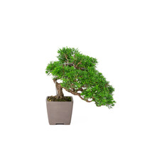 Juniperus chinensis 'Itoigawa' unglazed square pot 9cm, height ~25cm