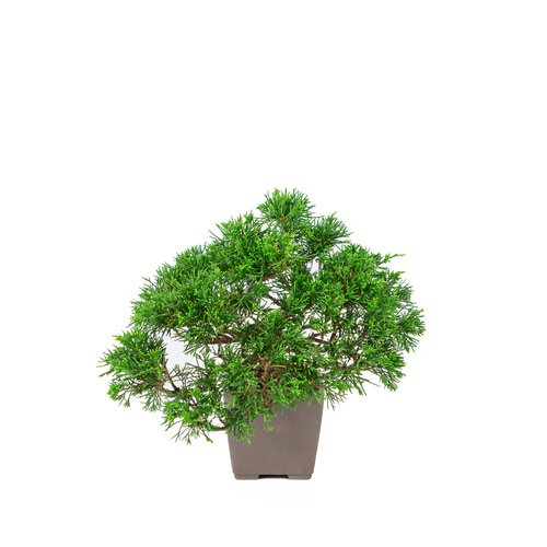 Outdoor Bonsai Juniperus chinensis 'Itoigawa' unglazed square pot 9cm, height ~25cm