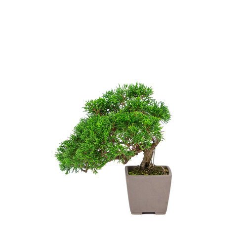 Outdoor Bonsai Juniperus chinensis 'Itoigawa' unglazed square pot 9cm, height ~25cm