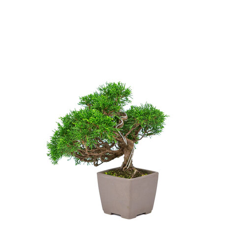 Outdoor Bonsai Juniperus chinensis 'Itoigawa' unglazed square pot 9cm, height ~25cm