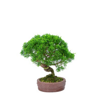 Juniperus chinensis 'Itoigawa' unglazed round drum pot 14cm, height ~27cm
