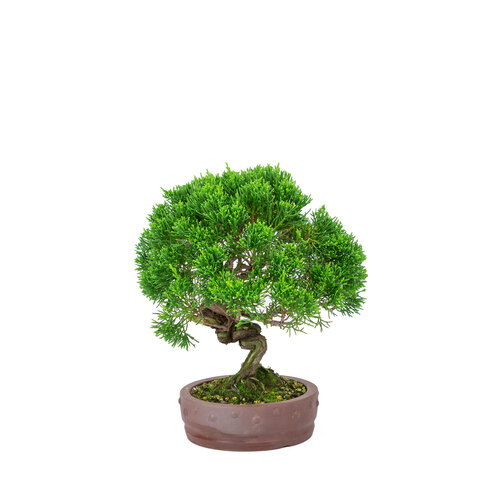 Outdoor Bonsai Juniperus chinensis 'Itoigawa' unglazed round drum pot 14cm, height ~27cm
