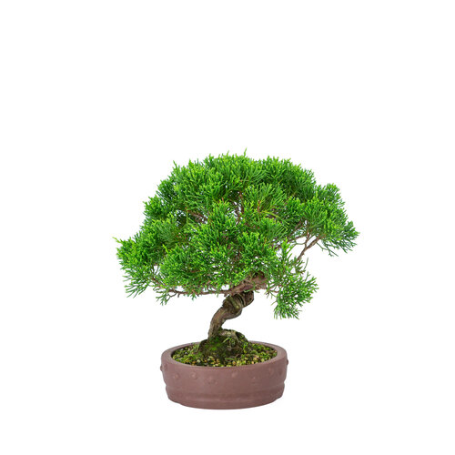 Outdoor Bonsai Juniperus chinensis 'Itoigawa' unglazed round drum pot 14cm, height ~27cm