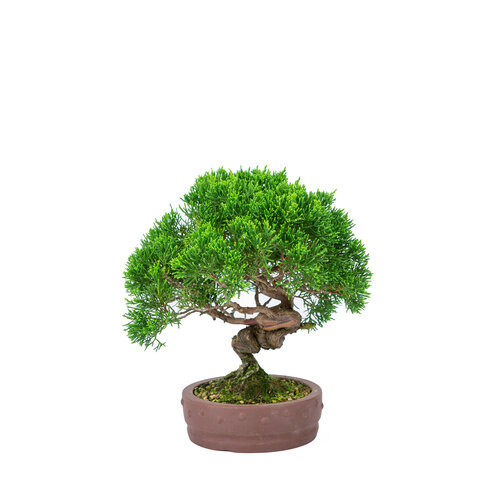 Outdoor Bonsai Juniperus chinensis 'Itoigawa' unglazed round drum pot 14cm, height ~27cm