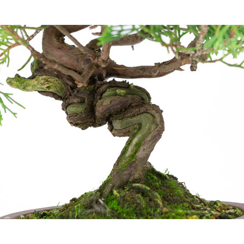 Outdoor Bonsai Juniperus chinensis 'Itoigawa' unglazed round drum pot 14cm, height ~27cm