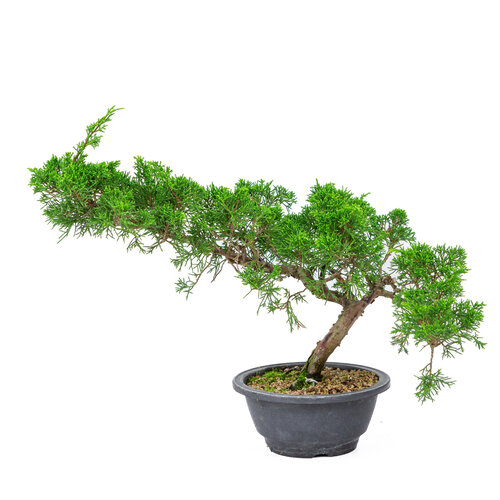 Juniperus chinensis 'Itoigawa' plastic pot 16cm, hoogte ~29cm Juniperus chinensis 'Itoigawa' plastic pot 16cm, hoogte ~29cm