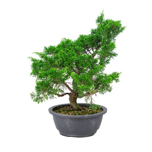 Juniperus chinensis 'Itoigawa' plastic pot 20cm, hoogte ~38cm Juniperus chinensis 'Itoigawa' plastic pot 20cm, hoogte ~38cm