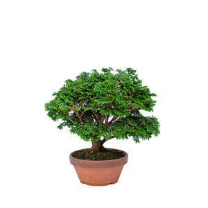 Chamaecyparis obtusa terracotta pot 13cm, height ~24cm