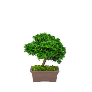 Chamaecyparis obtusa unglazed rectangular 13cm, height ~22cm