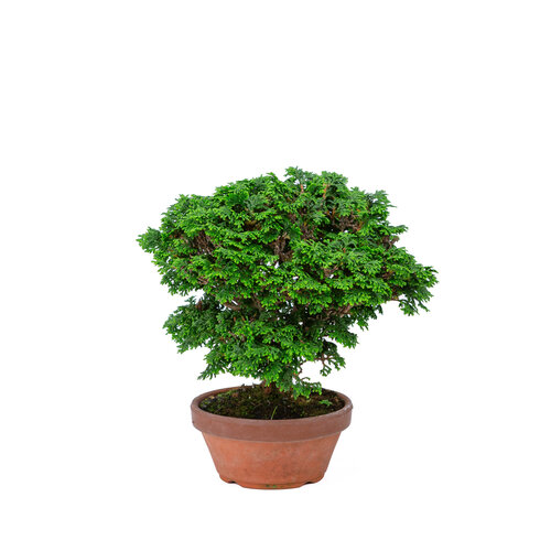 Outdoor Bonsai Chamaecyparis obtusa terracotta pot 13cm, height ~24cm