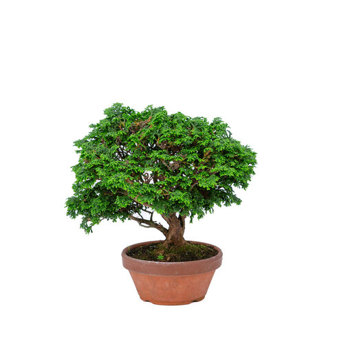Outdoor Bonsai Chamaecyparis obtusa terracotta pot 13cm, height ~24cm