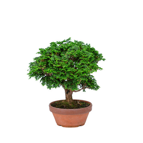 Outdoor Bonsai Chamaecyparis obtusa terracotta pot 13cm, height ~24cm