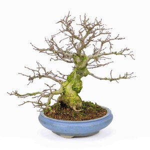 Carpinus coreana licht blauwe ronde pot 21cm, hoogte ~33cm