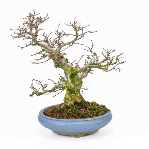 Outdoor Bonsai Carpinus coreana light blue round pot 21cm, height ~33cm