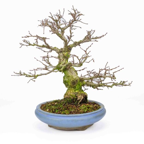 Outdoor Bonsai Carpinus coreana light blue round pot 21cm, height ~33cm