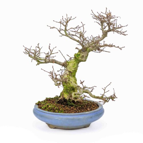 Outdoor Bonsai Carpinus coreana light blue round pot 21cm, height ~33cm