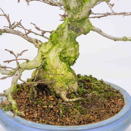 Outdoor Bonsai Carpinus coreana light blue round pot 21cm, height ~33cm