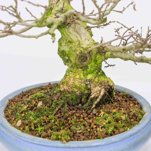 Outdoor Bonsai Carpinus coreana light blue round pot 21cm, height ~33cm