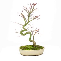 Acer palmatum creme oval pot 20cm, height~ 40cm
