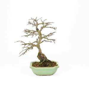 Diospyros kaki light green square mokko pot 14cm, height ~ 30cm
