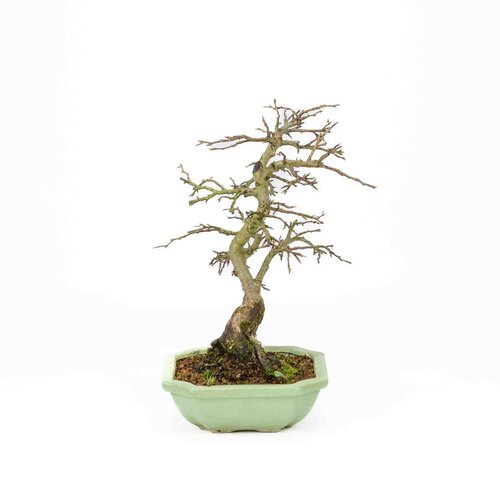 Buiten Bonsai Diospyros kaki licht groene vierkant mokko pot 14cm, hoogte ~ 30cm