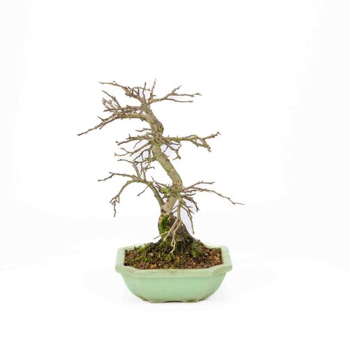 Buiten Bonsai Diospyros kaki licht groene vierkant mokko pot 14cm, hoogte ~ 30cm