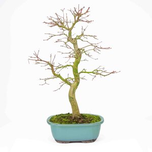 Acer palmatum turquoise mokko pot 24 cm, height ~55cm