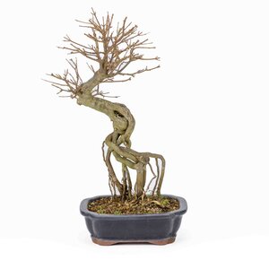 Acer buergerianum blue rectangular mokko pot 19cm, height ~40cm
