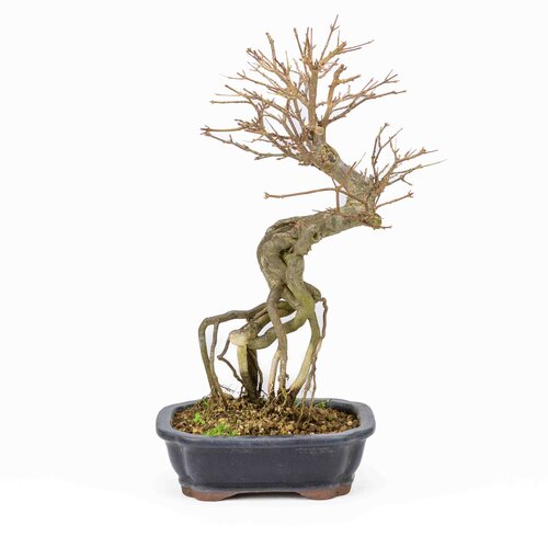Buiten Bonsai Acer buergerianum blauwe rechthoekige mokko pot 19cm, hoogte ~40cm