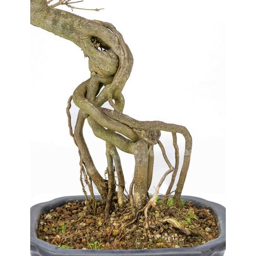 Buiten Bonsai Acer buergerianum blauwe rechthoekige mokko pot 19cm, hoogte ~40cm
