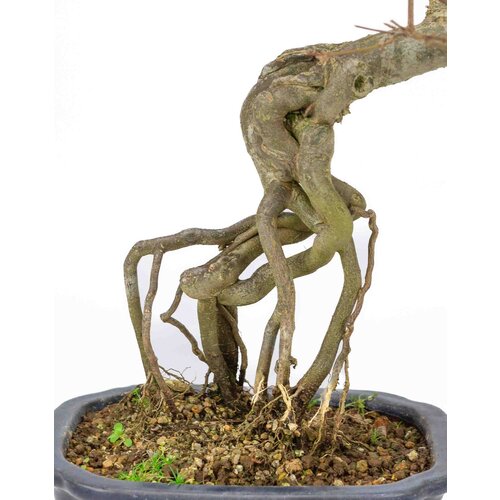 Buiten Bonsai Acer buergerianum blauwe rechthoekige mokko pot 19cm, hoogte ~40cm