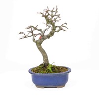 Pseudocydonia sinensis donker blauwe ovale pot 28cm, hoogte ~34cm