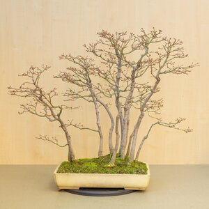 Acer palmatum group beige yellow rectangular pot 46 cm, height ~80 cm