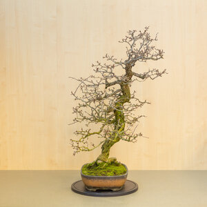 Crataegus cuneata unglazed with brown glaze rectangular pot 38.5cm, height ~95cm