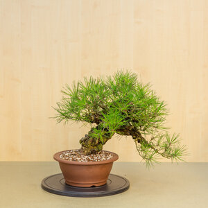 Pinus thunbergii corticosa unglazed rectangular pot 29 cm, height ~50 cm