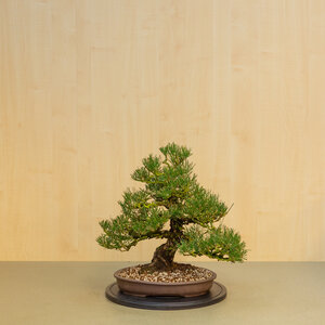 Pinus thunbergii corticosa unglazed rectangular pot 35 cm, height ~49 cm