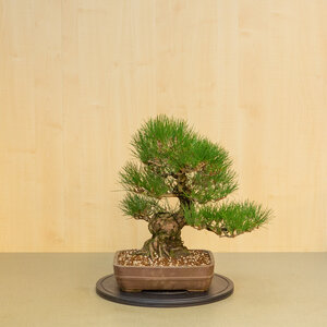 Pinus thunbergii unglazed rectangular pot 29 cm, height ~50cm